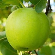 Саджанець Яблуня Мутсу (Кріспін) в контейнері